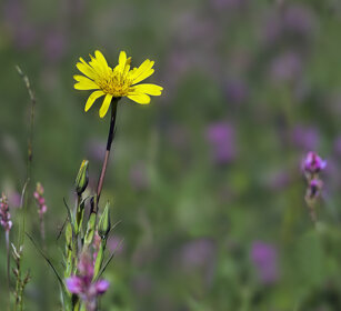 fiori di campo, field's flowers