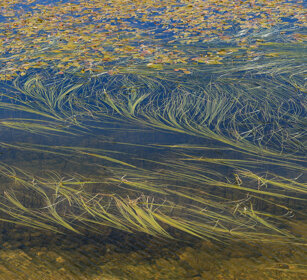 vegetazione lacustre, lake vegetation valle Susa, lago Toures. Susa valley, Toures lake