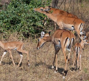 Cobo ugandese Uganda