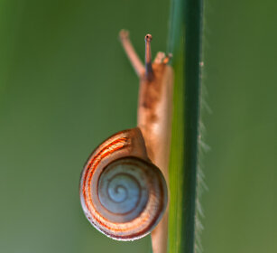 Cepaea nemoralis Grove Snail or Brown-lipped Snail, Oulx (To)
