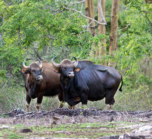 Bisonti indiani (Bos gaurus), Indian Bisons Nagarhole NP, Karnataka