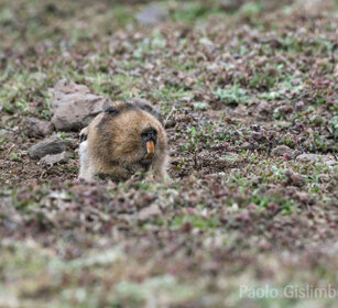 Ratto-talpa gigante, Tachyoryctes macrocephalus Big-headed Mole-rat, Sanetti plateau