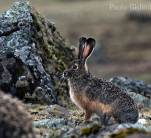 Lepre di Stark (Lepus starki) Ethiopian Highland Hare, Sanetti plateau