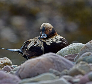 Moretta codona, Long-tailed Duck Norvegia, Norway, Varanger