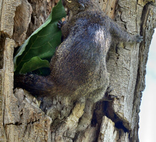 Scoiattolo del Gambia (Heliosciurus gambianus) Gambian Sun Squirrel, lago Awasa, lake Awasa
