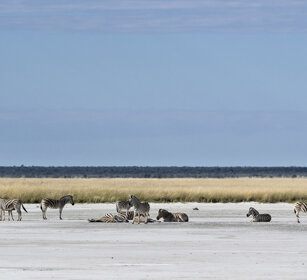 Zebre di Burchell (Equus quagga burchellii) Burchell's Zebras, Etosha NP