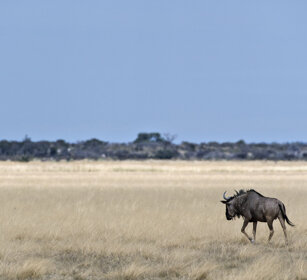  Gnu (Connochaetes taurinus), Blue Wildebeest Etosha NP