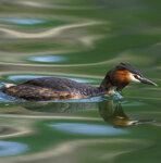 Svasso maggiore (Podiceps cristatus) Great Crested Grebe, Avigliana lake