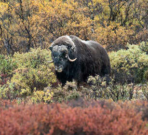 Bue muschiato (Ovibos moschatus), Muskox parco nazionale di Dovrefjell, Dovrefjell NP
