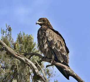 Aquila delle steppe (A. nipalensis), Steppe Eagle Bale mountains