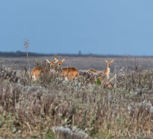 femmine di Nyala di montagna (Tragelaphus Buxtoni) females Mountain Nyala, Bale mountains