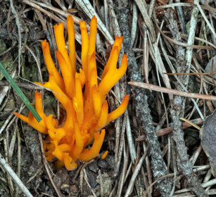 Calocera viscosa, Yellow Stagshorn