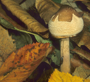 Mazza di tamburo (Macrolepiota crocera) Parasol mushroom