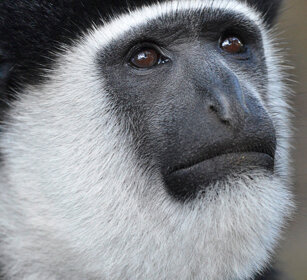 Guereza bianco e nero (Colobus guereza) Abyssinian Black-and-white Colobus monkey, lago Awasa, lake Awasa