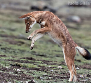 Lupo del Simien (Canis simiensis), Simien Wolf caccia, hunting, Sanetti plateau