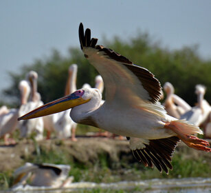 Pellicani, Pelecanus onocrotalus Great White Pelicans, lago Zway, lake Zway