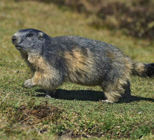 Marmotta (Marmota marmota), Alpine Marmot Nivolet, Piemonte, Piedmont