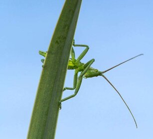 Neanide di Cavalletta (Saga natoliae) Nimph of Balkan Predatory Bush-cricket