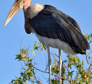 Marabù (Leptoptilos crumeniferus) Marabou Stork lago Zway, lake Zway