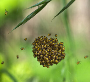 ragni appena nati, Spiders just born