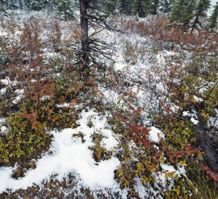 Canadian tundra, Jasper NP