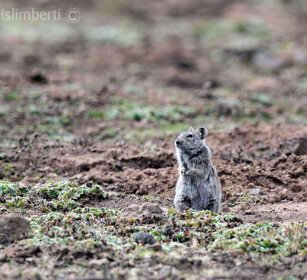 Arvicola dei prati (Arvicanthis blicki) Blicks Grass-rat, Sanetti plateau
