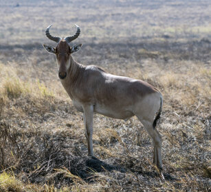 Alcelafo di Coke (Alcelaphus buselaphus cokii) Hartebeest or Kongoni, Serengeti NP