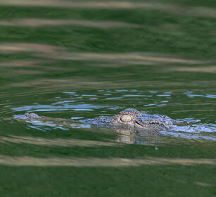 Coccodrillo del Nilo Uganda