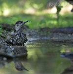 Picchio verde (Picus viridis), Green Woodpecker Castelletto Merli (Al)
