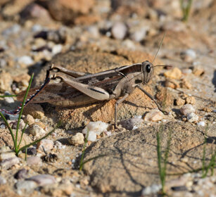 Locusta (Schistocerca gregaria) Hermanus