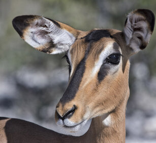 Impala (Aepyceros melampus) Etosha NP