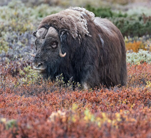 Bue muschiato (Ovibos moschatus), Muskox parco nazionale di Dovrefjell, Dovrefjell NP