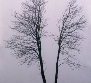 alberi nella nebbia, trees in the fog Bayerischerwald NP