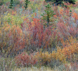 Canadian tundra, Jasper NP