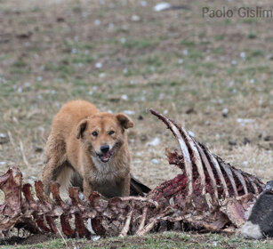 Cane randagio su carcassa di mucca Stray dog on the carcass of a cow