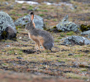 Lepre di Stark (Lepus starki) Ethiopian Highland Hare, Sanetti plateau