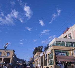 Nibbi bruni (Milvus migrans), Black Kites Gondar