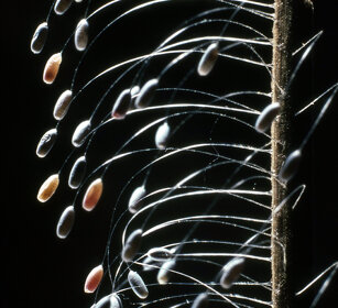 uova di Crisopa, Green Lacewing eggs Frossasco (To), Piemonte