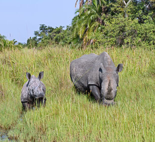 Rinoceronte bianco Uganda
