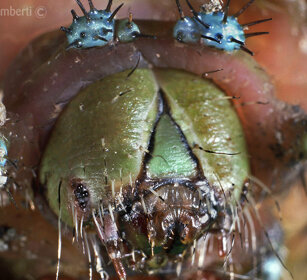 bruco di Saturnia del pero, Great Peacock Moth Frossasco (To), Piemonte