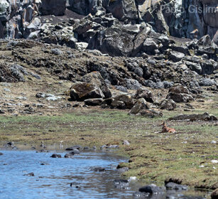 Lupo del Simien (Canis simiensis), Simien Wolf Sanetti plateau