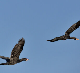 Cormorani, Phalacrocorax carbo Long-tailed Cormorants, lago Zway, lake Zway