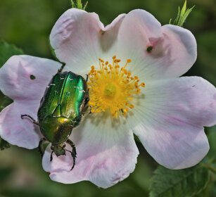 Cetonia dorata (Cetonia aurata), Rose Chafer Oulx (To)