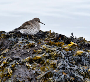 Piovanello violetto, Purple Sandpiper Norvegia, Norway, Varanger