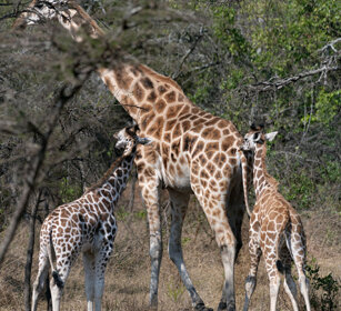 Giraffa di Rothschild Uganda