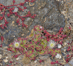 Mesembriantemo (Mesembryanthenum crystallinum) Common Ice Plant, Lanzarote