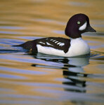 Quattrocchi d'Islanda (Bucephala islandica) Barrow's Goldeneye