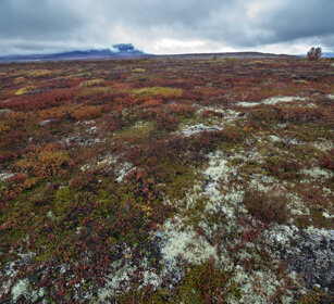 tundra parco nazionale di Dovrefjell, Dovrefjell NP