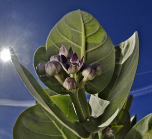 Calitropis procera Fuerteventura