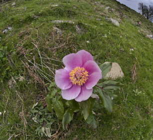 Peonia (Paeonia), Peony Sardegna, Sardinia